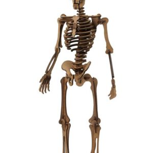 MAQUETA ESQUELETO HUMANO MADERA 25068